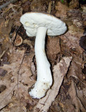 Boletus nobilis 9647.jpg