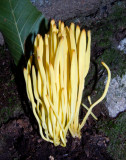 Clavulinopsis fusiforms 9664.jpg