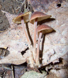Gymnopus subnudus 9657.jpg