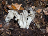 Helvella lactea 9924.jpg