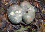 Russula variata -joined by hyphal threads at cap and stipe 0549.jpg