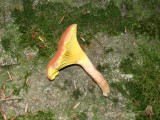 Phylloporus rhodoxanthus 087.jpg