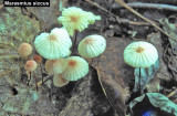 Marasmius siccus_ 01 PK.jpg