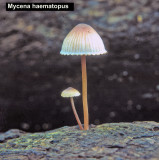 Mycena haematopus_ 04 PK.jpg