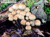 Mycena inclinata_ 202 PK.jpg