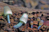 Mycena niveipes_ 01 PK.jpg