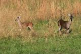 Doe and Yearling