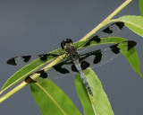 Banded Pennant (2007)