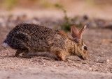 Cottontail Rabbit