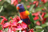 Australia - Birds