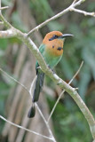 Panama - Birds