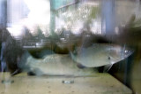 Fish awaiting their fate in a restaurant. Diners reflections