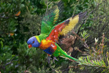 Rainbow Lorikeet in flight. Amazing colours under the wings.