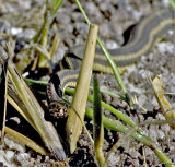 Saltwater Marsh Snake