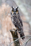 Long Eared Owl