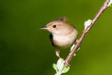 House Wren