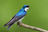 Tree Swallow