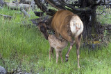 New born Elk
