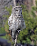 Great Grey Owl