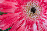 Gerbera