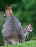 Wallaby