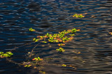 Water Weed II