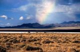 Rainbow in the Desert