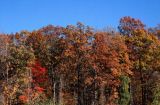 Fall Colours near Albany