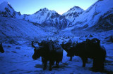 Yaks at dawn, Gorak Shep
