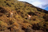 Wild Vicunas at Torres del Paine