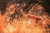 Impala at Pilanesberg