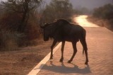 Wildebeest at PIlanesberg