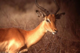 Impala at Kruger