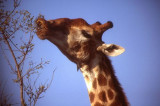 Giraffe close up at Kruger