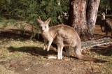 Wallaby near Somersby Falls