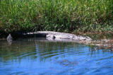 Estuarine Crocodile Entering Water, Kakadu