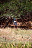 Jabiru Bird at Kakadu