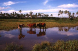 Cows in floodwaters, Sigatoka