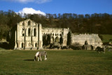 Rievaulx Abbey, Yorkshire