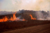 Burning back Grasslands, Kwazulu Natal