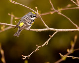 Yellow-Rumped Warbler