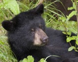 Black bear cub relaxing after a meal of fresh sockeye salmon!
