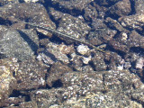 pipe fish kapoho tide pools (josh) picture 050.jpg