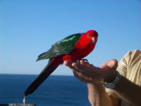 KingParrot2007-08-28 026.JPG