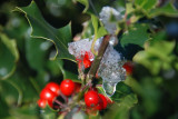 Cold berries.........