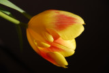 A sun-kissed Tulip............