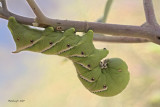 Sphinx Moth Larva