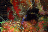 Pederson Cleaner Shrimp