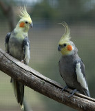 Cockatiels 02/01