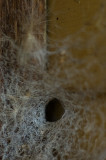 Shelobs Lair 08/02